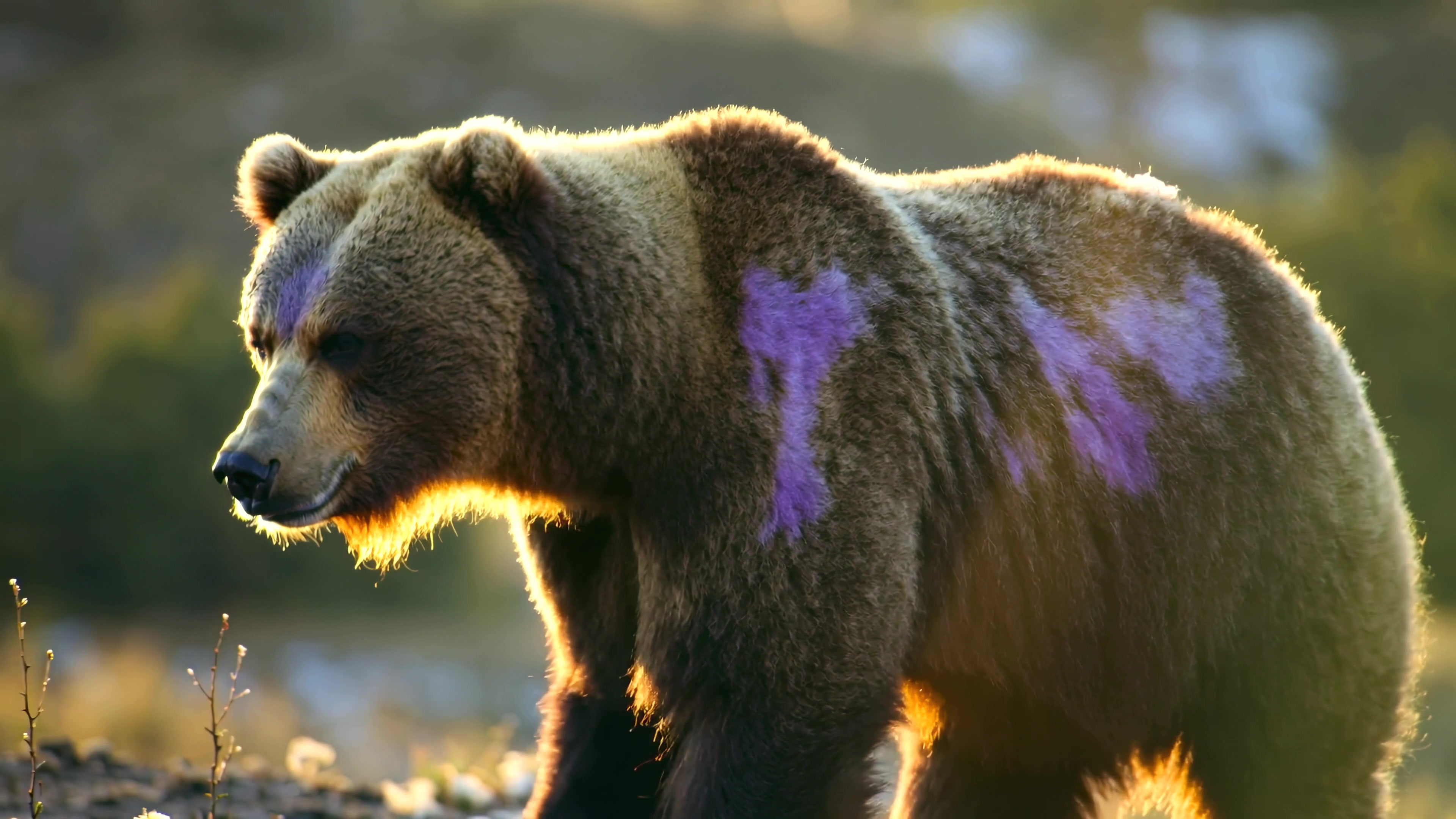 Brown bear with purple markings walks through a natural landscape during daylight in a forest area