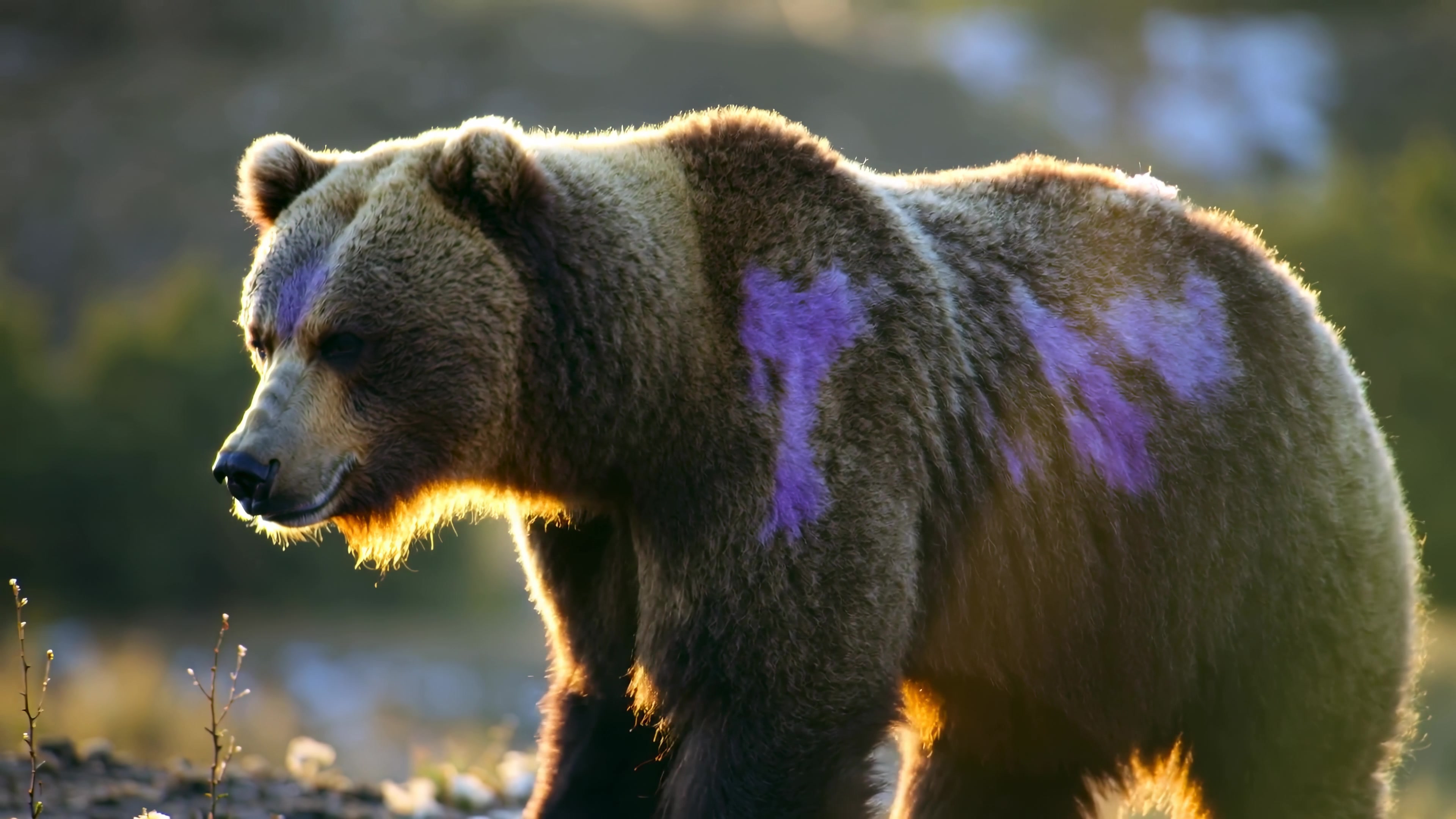 Brown bear walking in a natural setting with colorful markings during late afternoon light