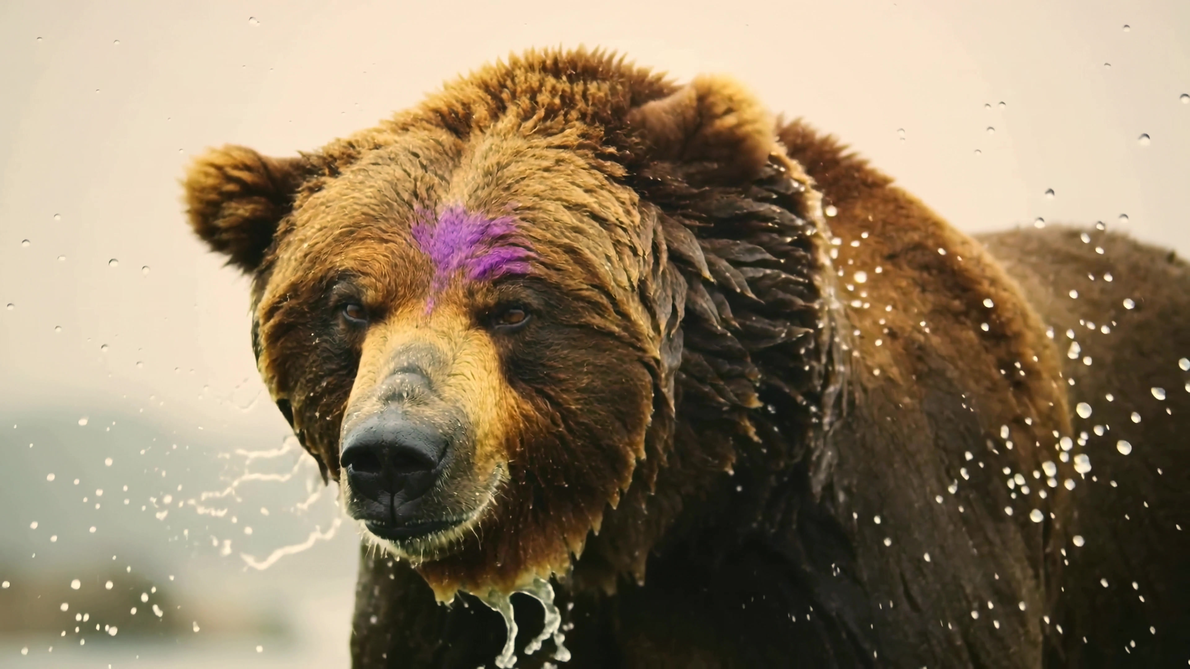 Bear splashes water while shaking off after a swim in a river during late afternoon light in a natural setting