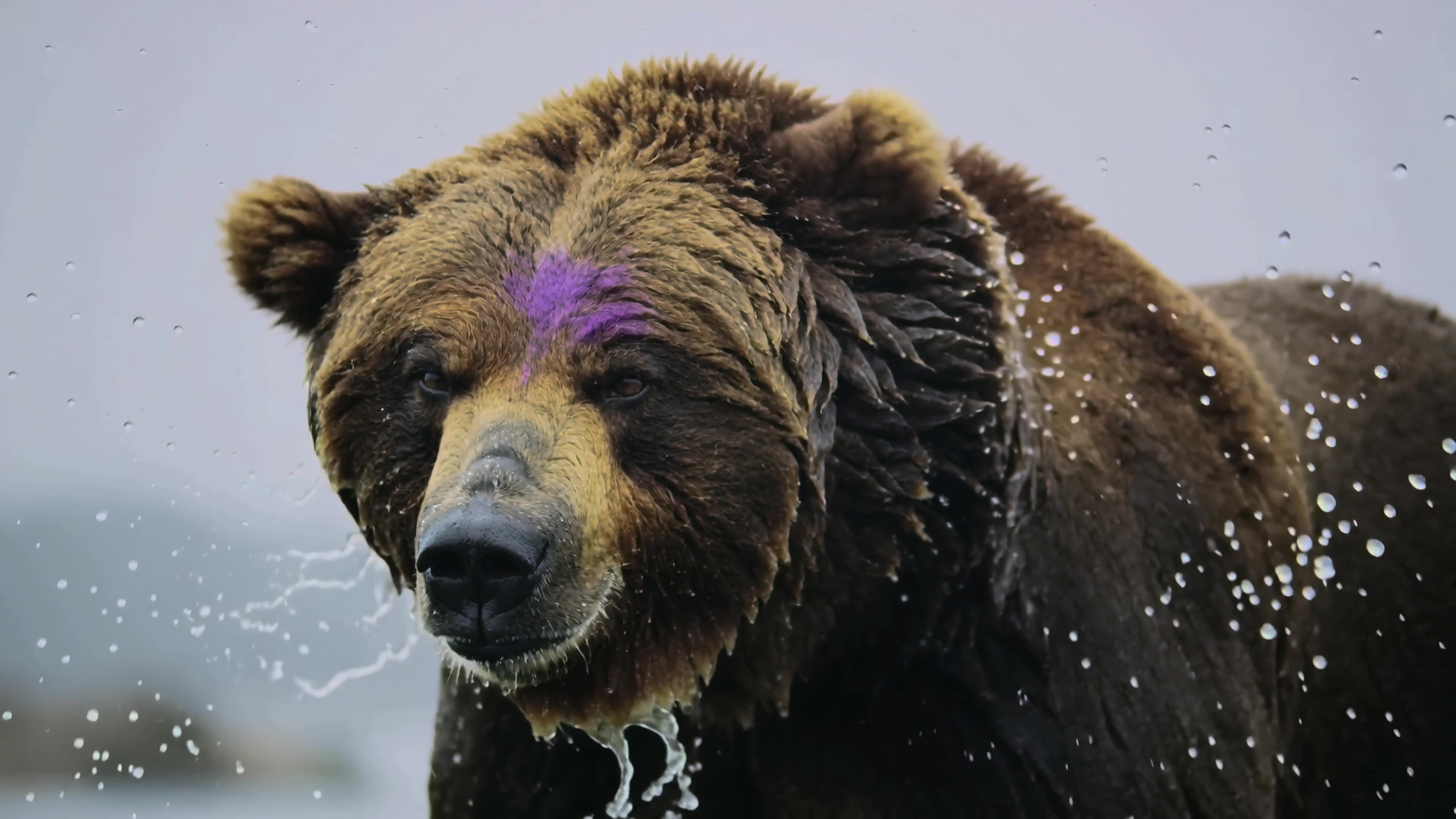 Grizzly bear shakes off water after swimming in river during the morning sunlight