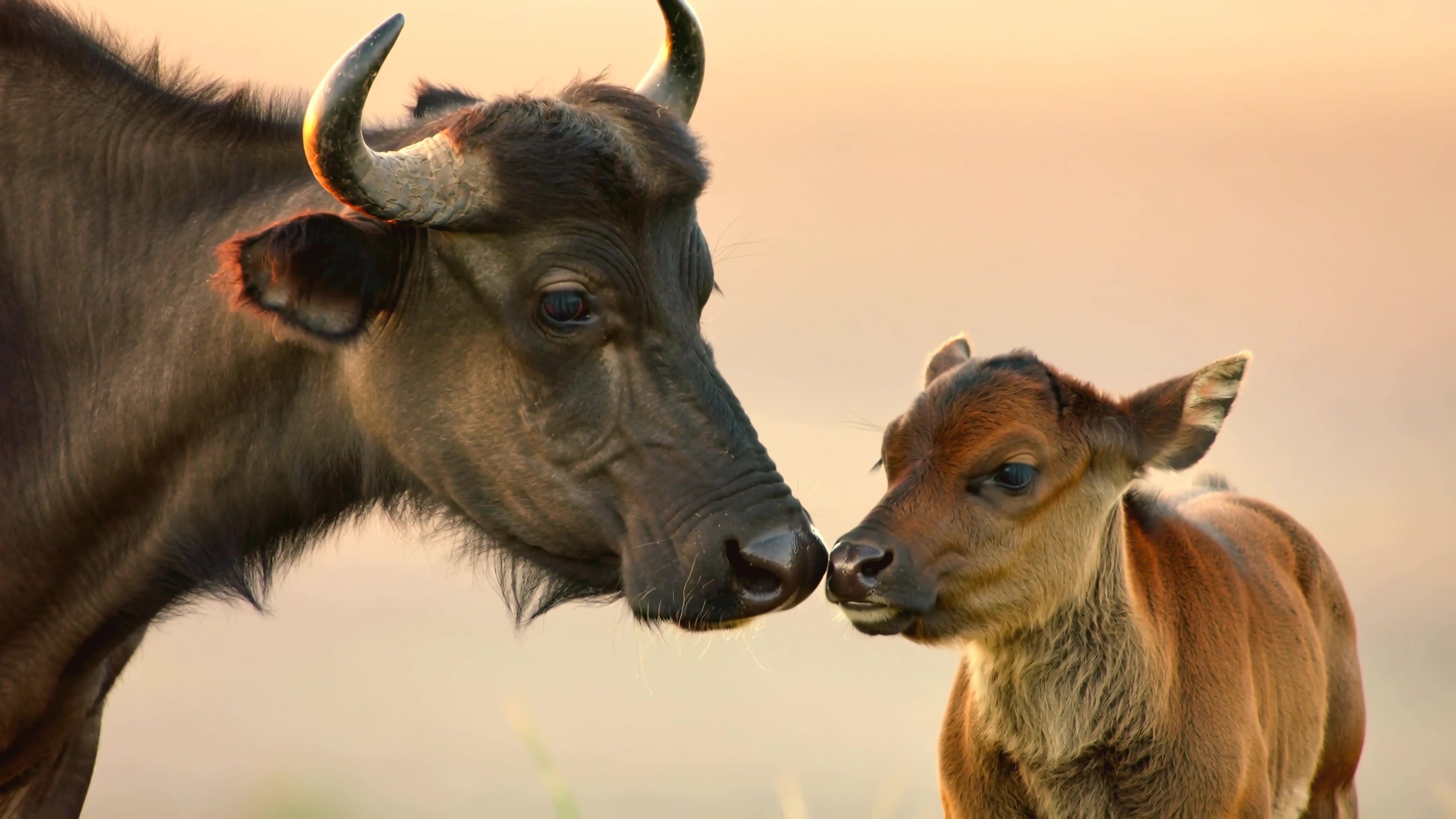 Close interaction between a cow and a calf during sunset in a rural area