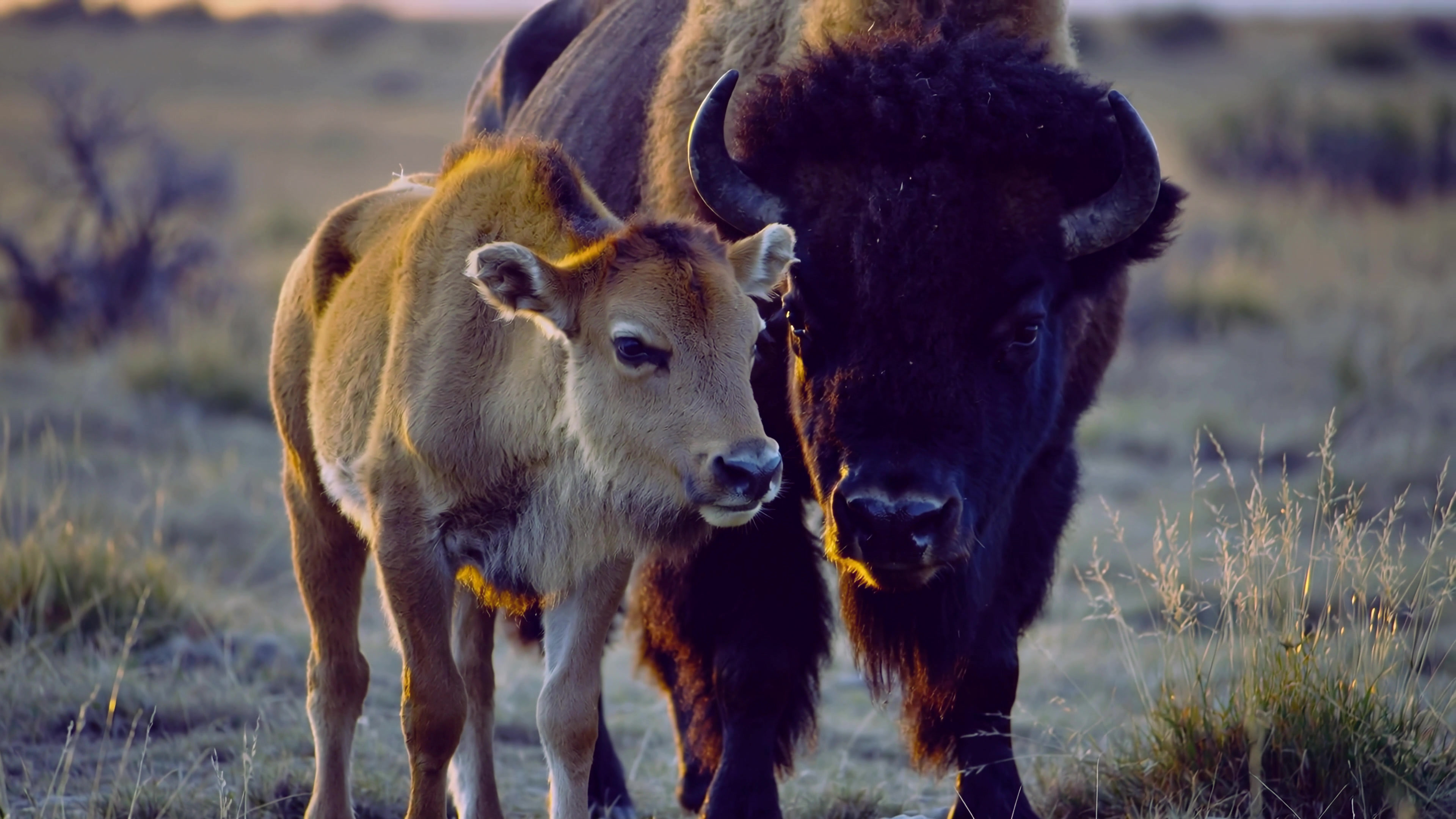Bison and calf walking together in a natural setting at sunset