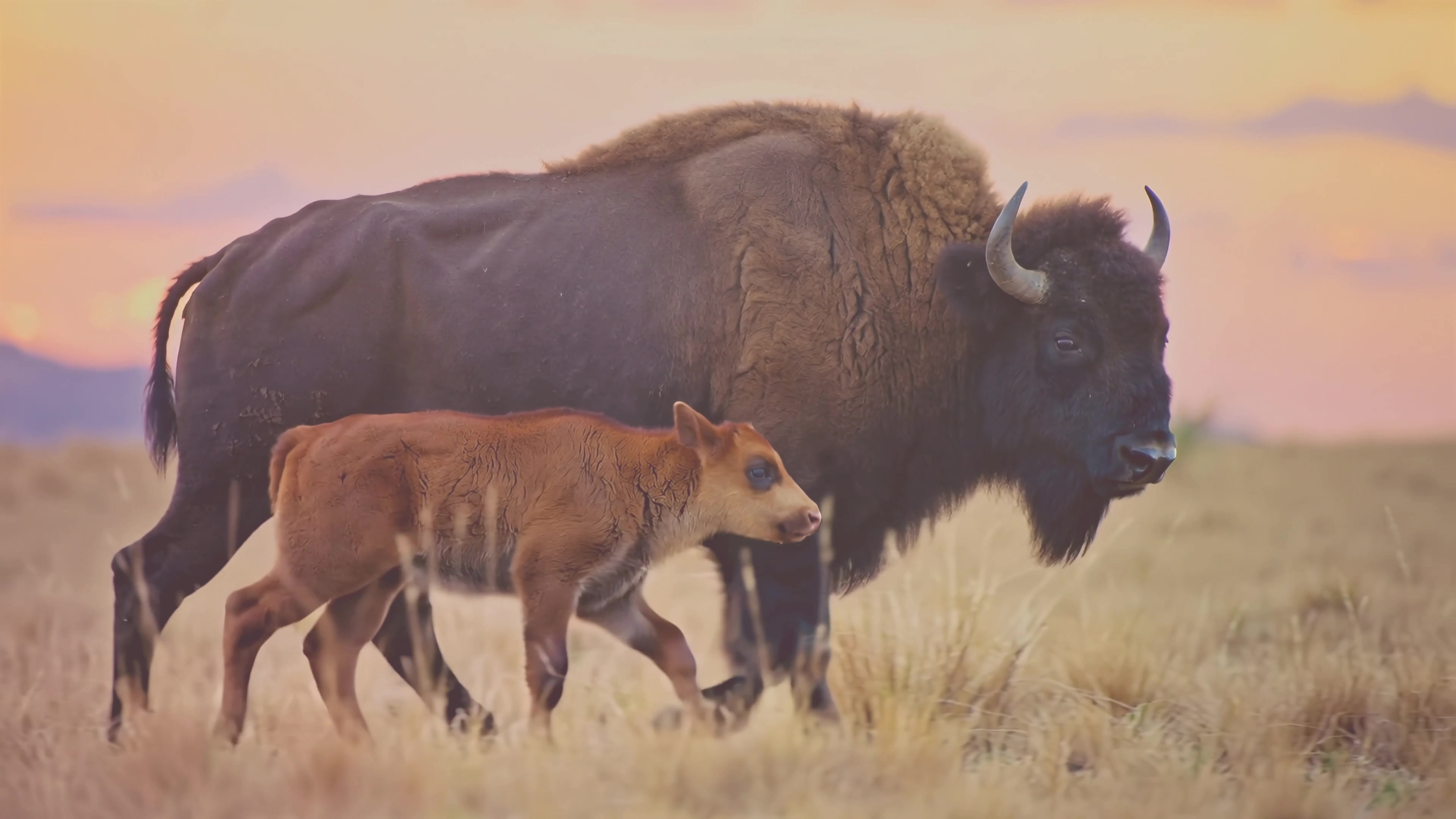 Buffalo and calf walking together during sunset in open grassland