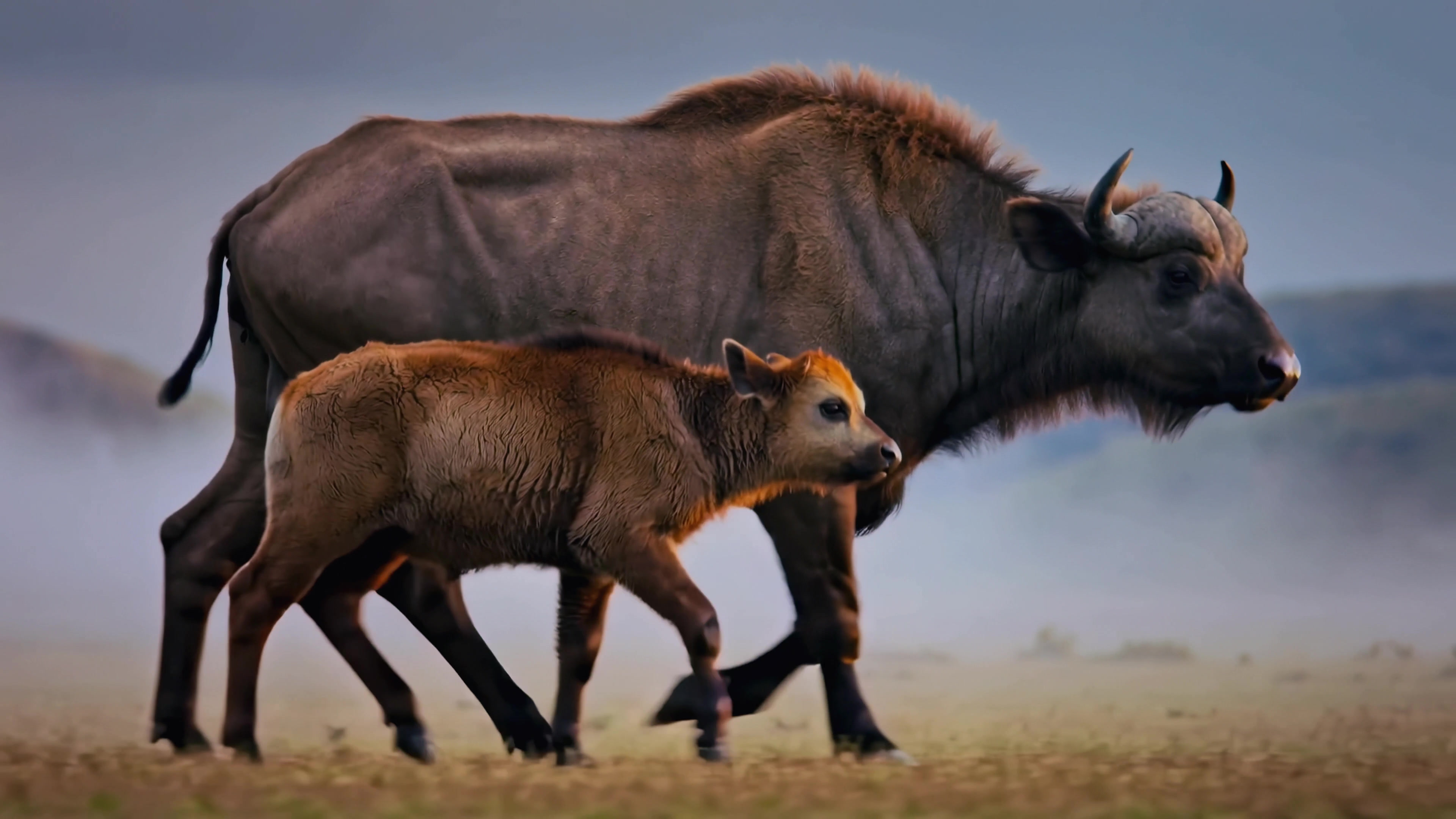 Bison mother and calf walking together in a grassy field during dawn light at a national park