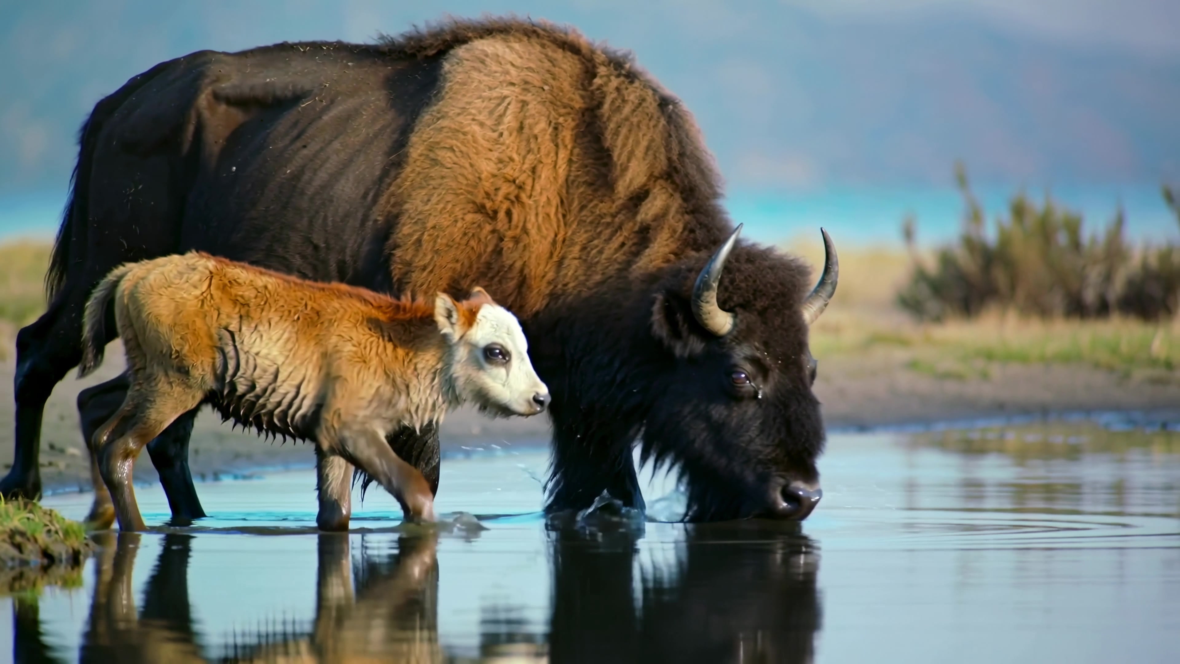 Bison and calf walking near water in a nature setting during daytime