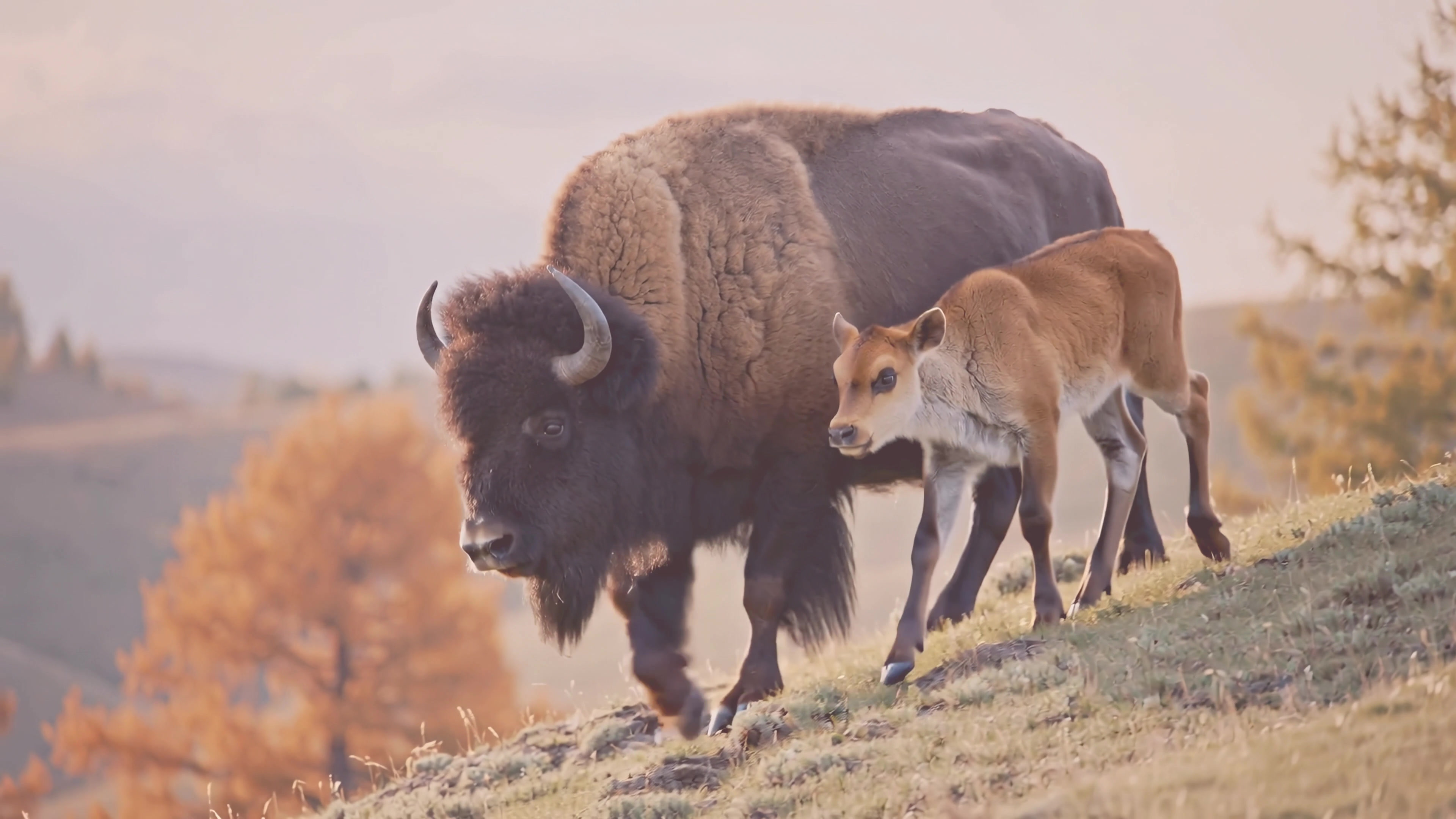 Bison and calf walk together in a grassy area under a soft sky with trees nearby during the day
