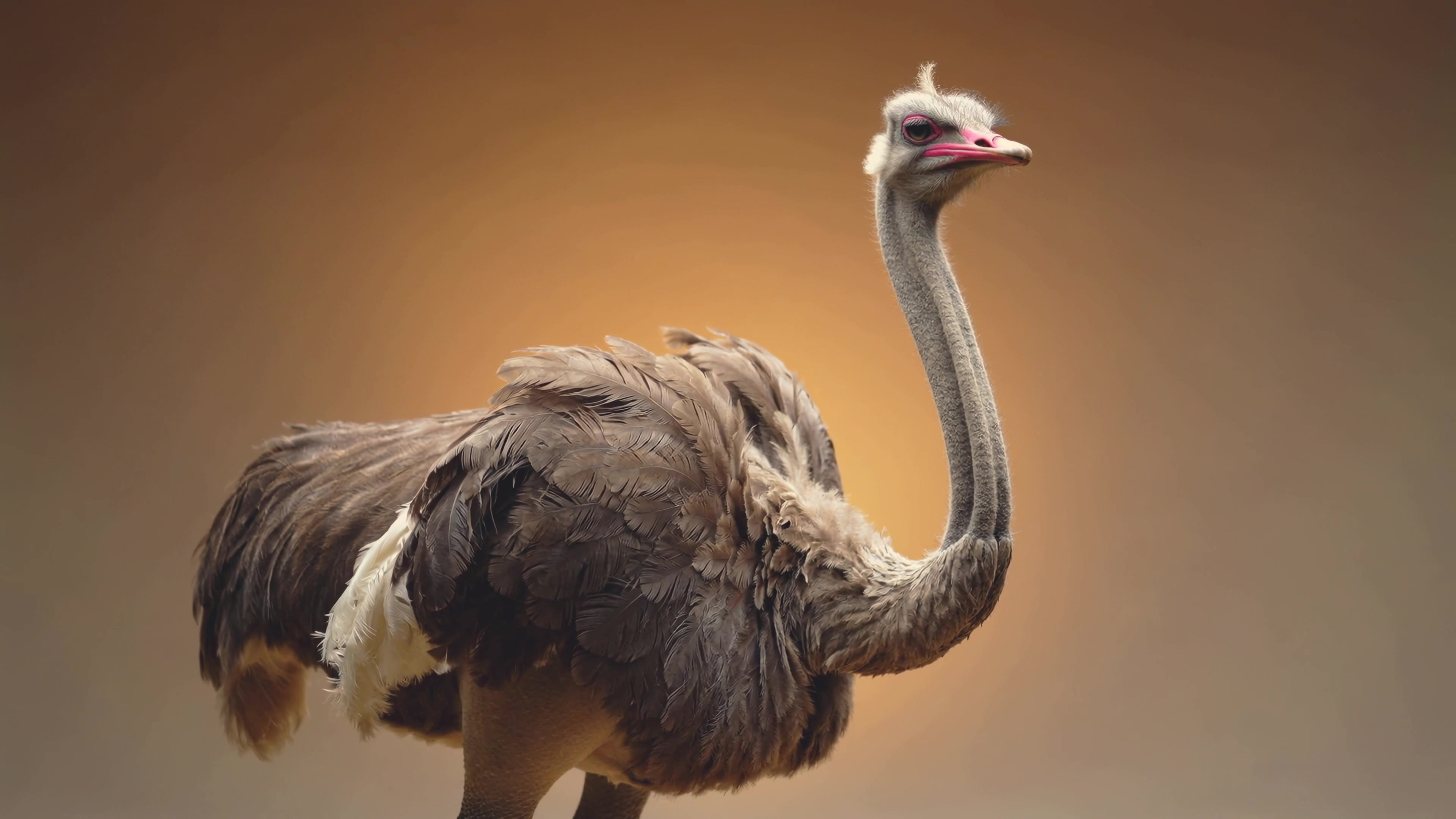 Ostrich standing in studio setting with warm background lighting