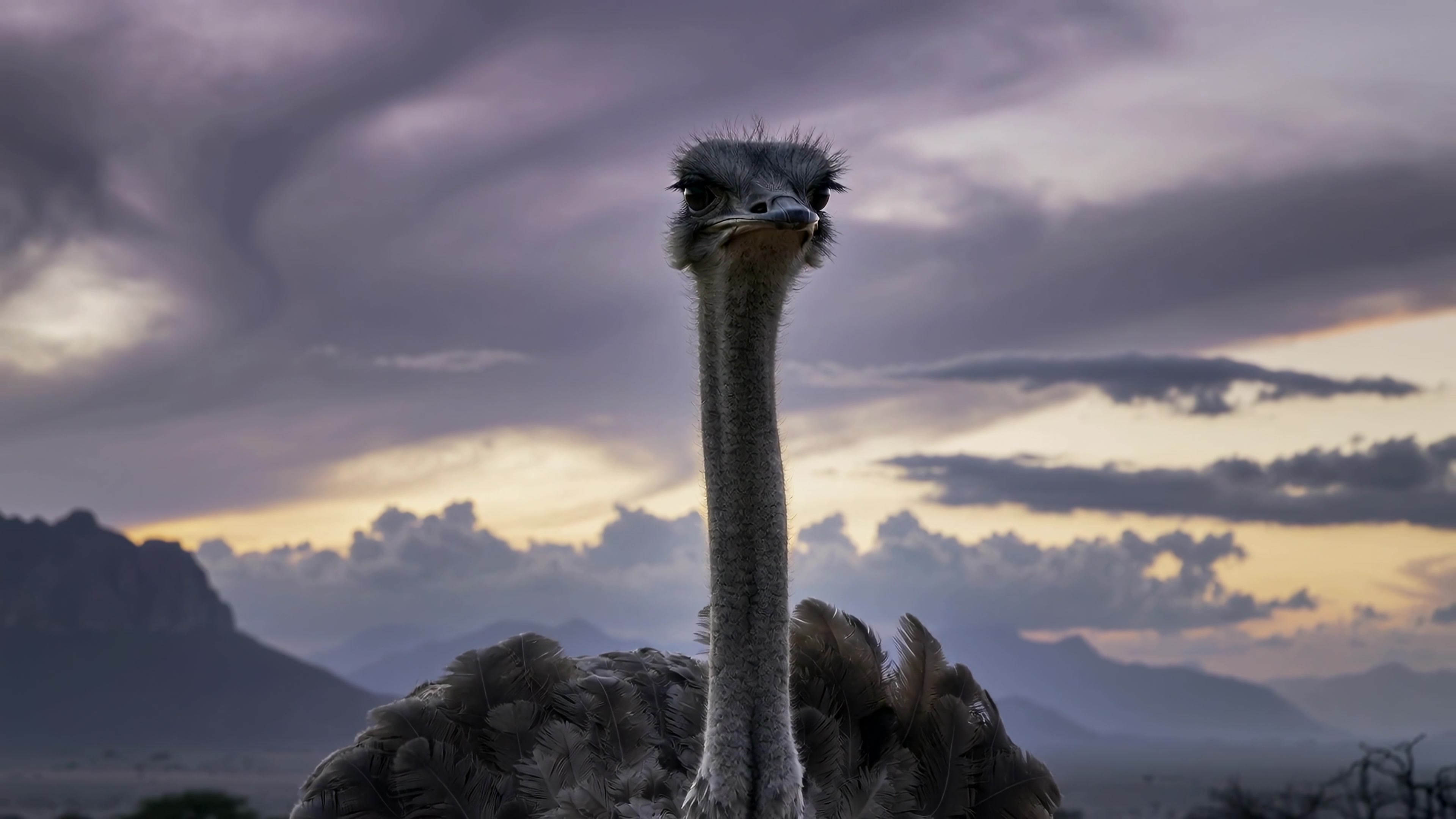 Large bird stands on a background of clouds and mountains during the evening