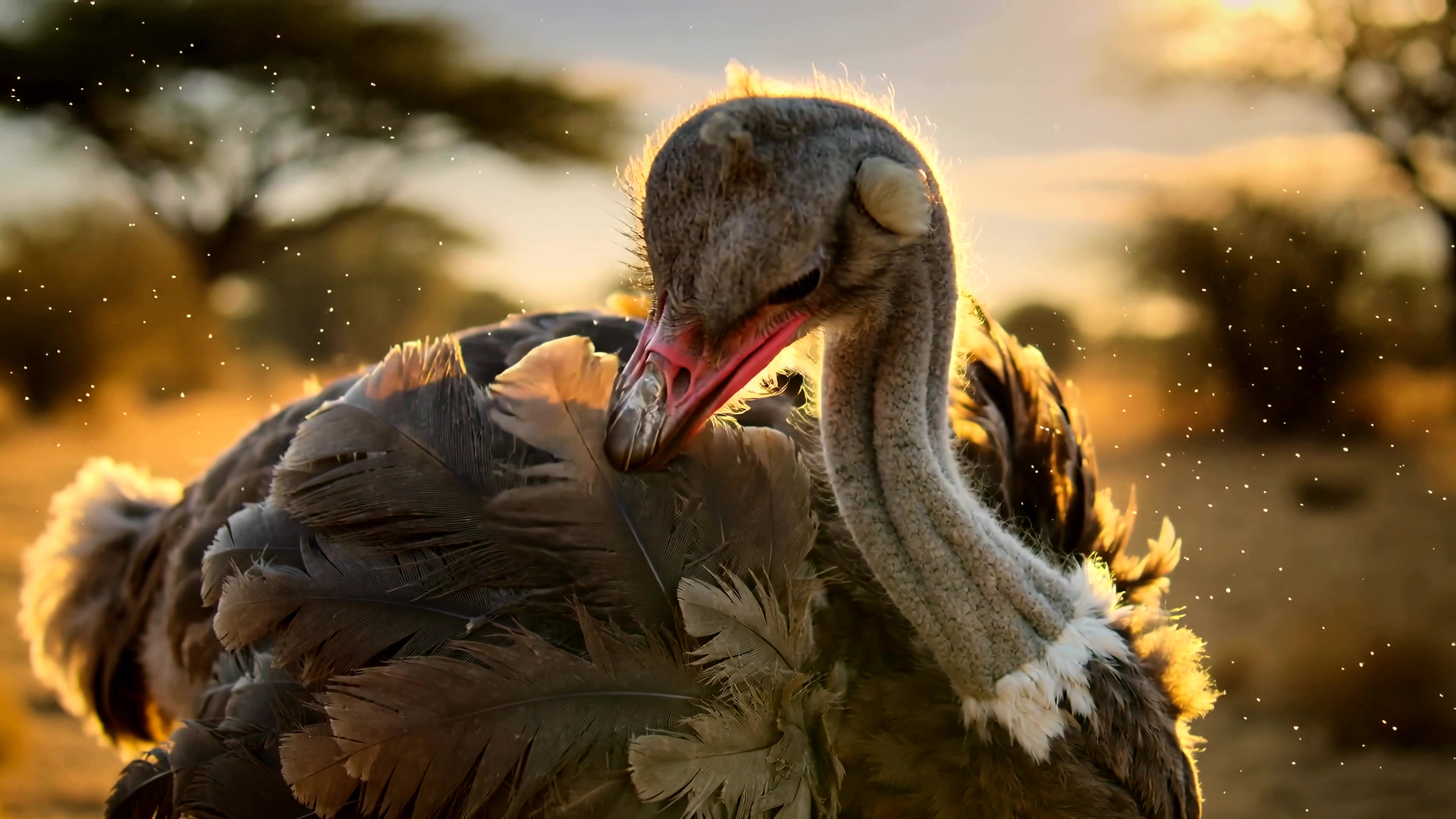 Ostrich walking in the golden light of sunset in a natural setting