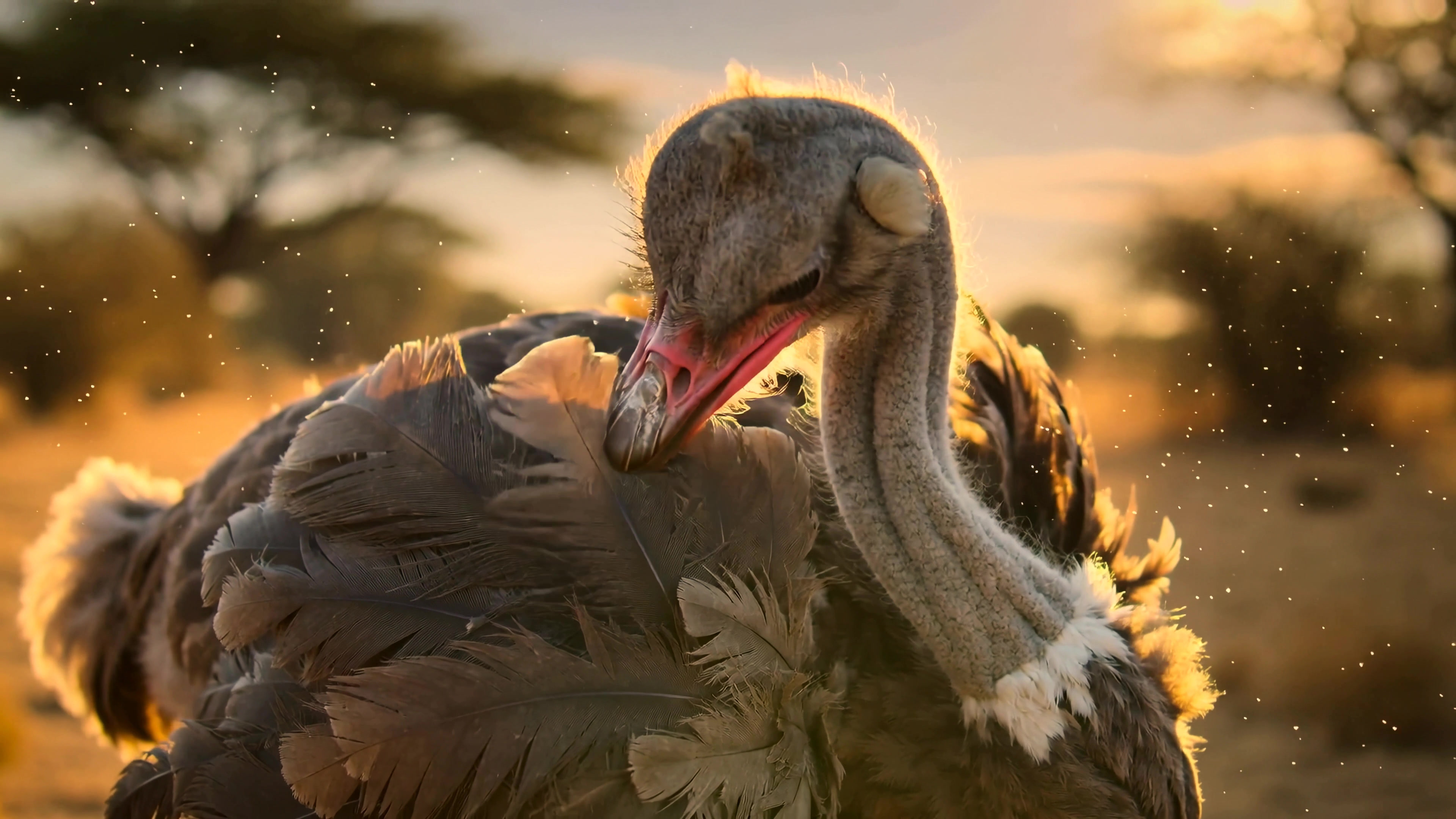 Ostrich in golden light during sunset in a vast landscape with trees and soft background highlights