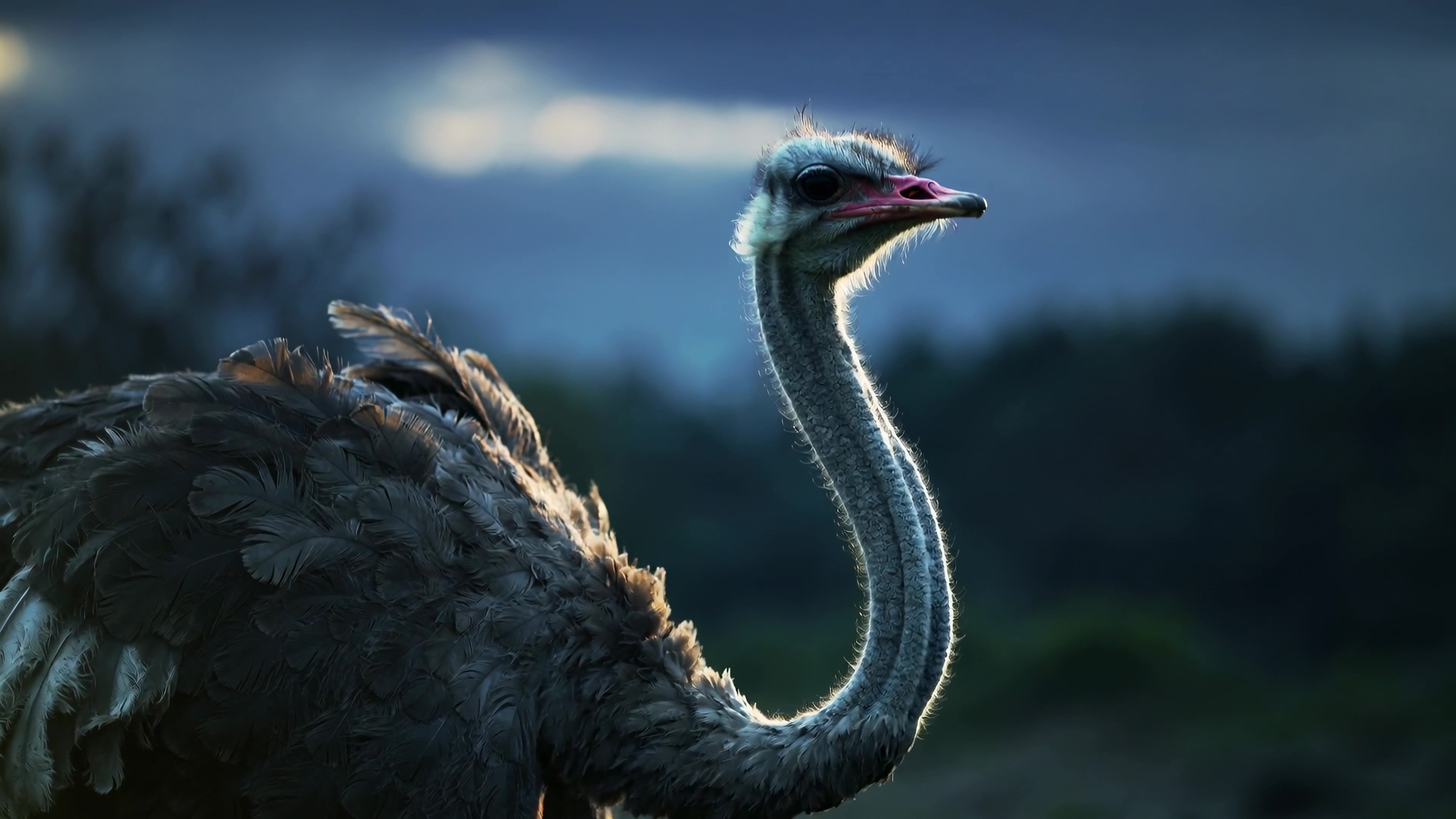 Ostrich stands in the field during sunset with clouds in the background