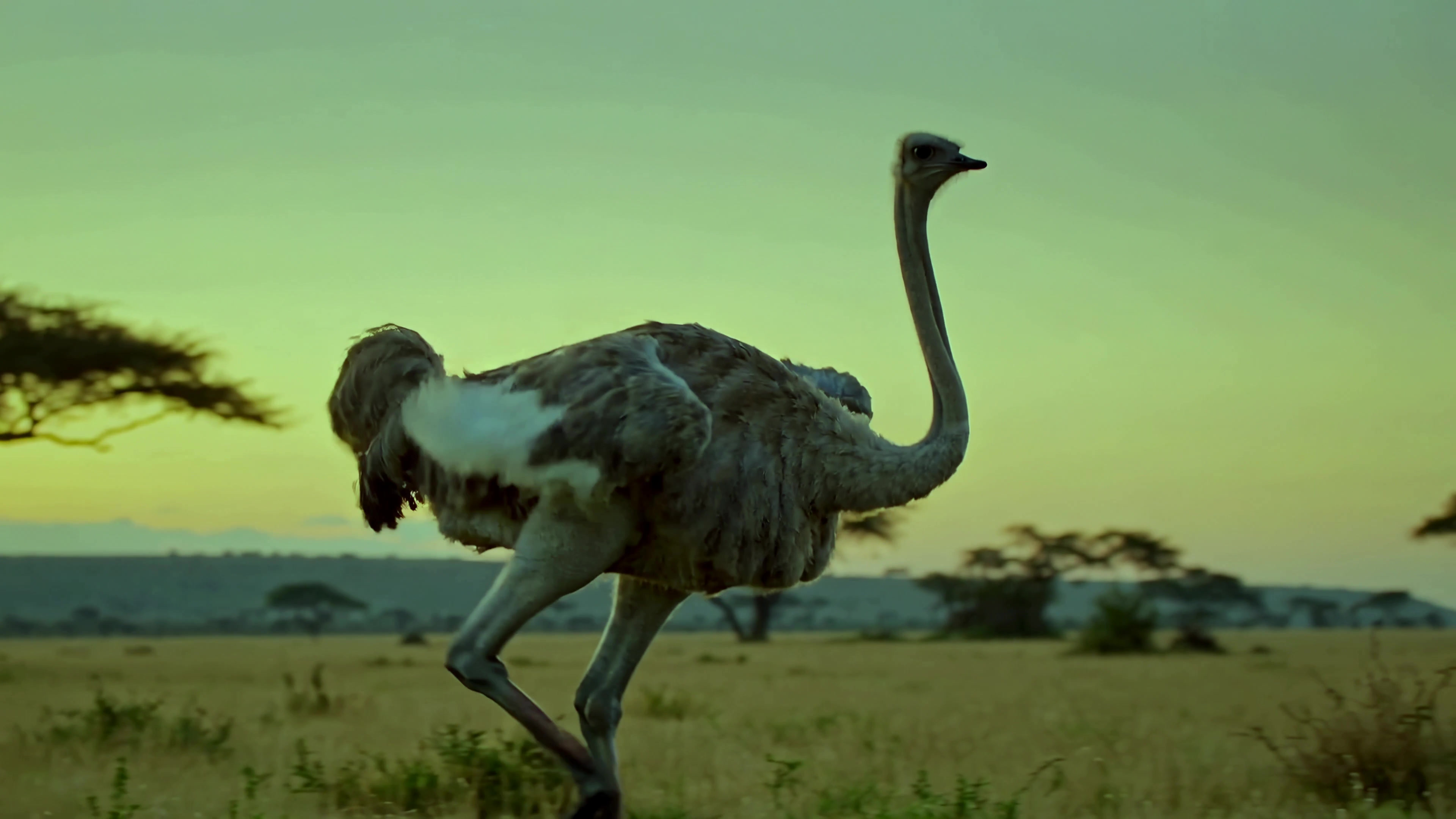 Ostrich runs across the grassland during sunset in Africa with trees in the background
