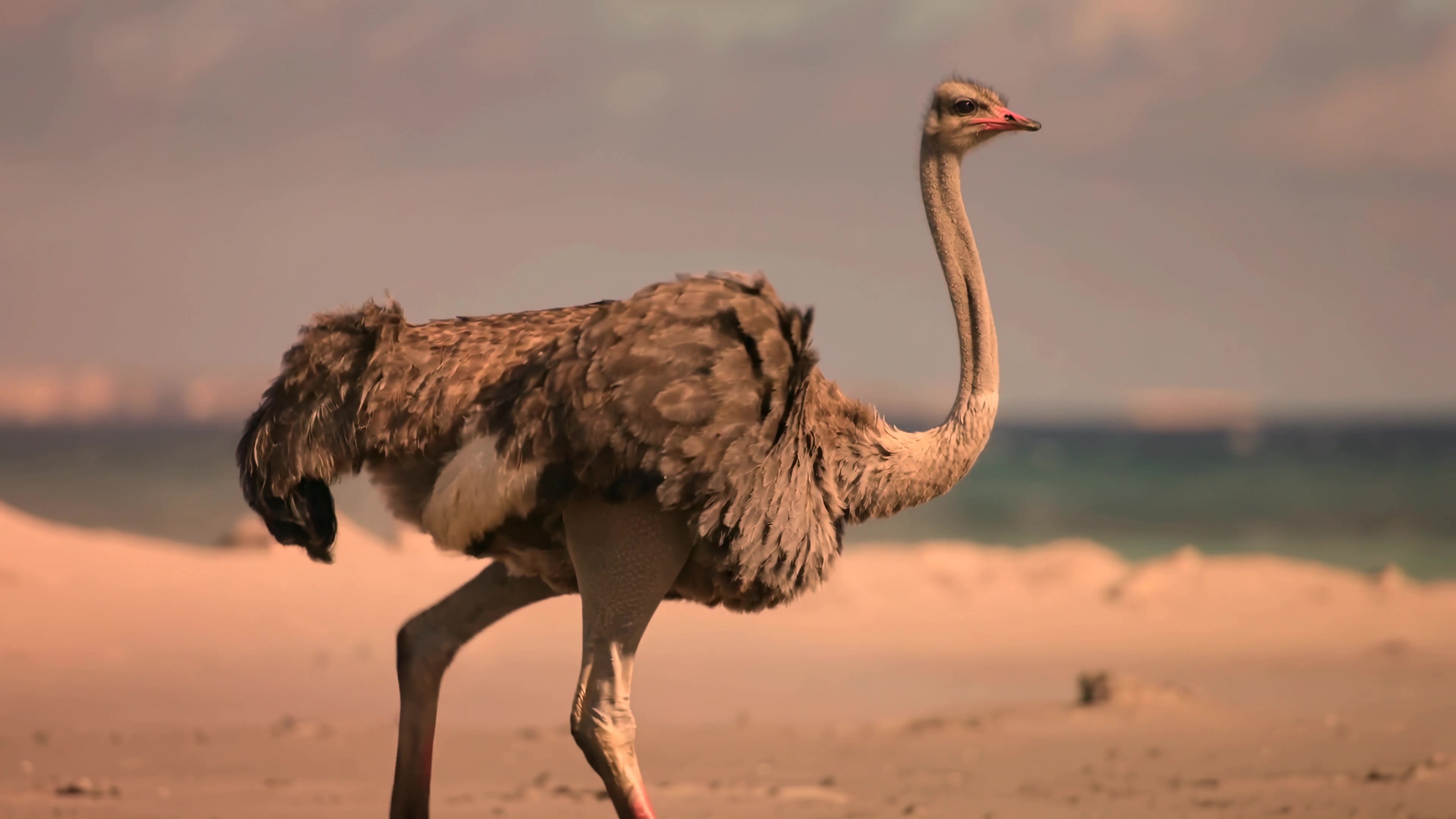 Ostrich walking along sandy beach near water on a sunny day with clear blue sky