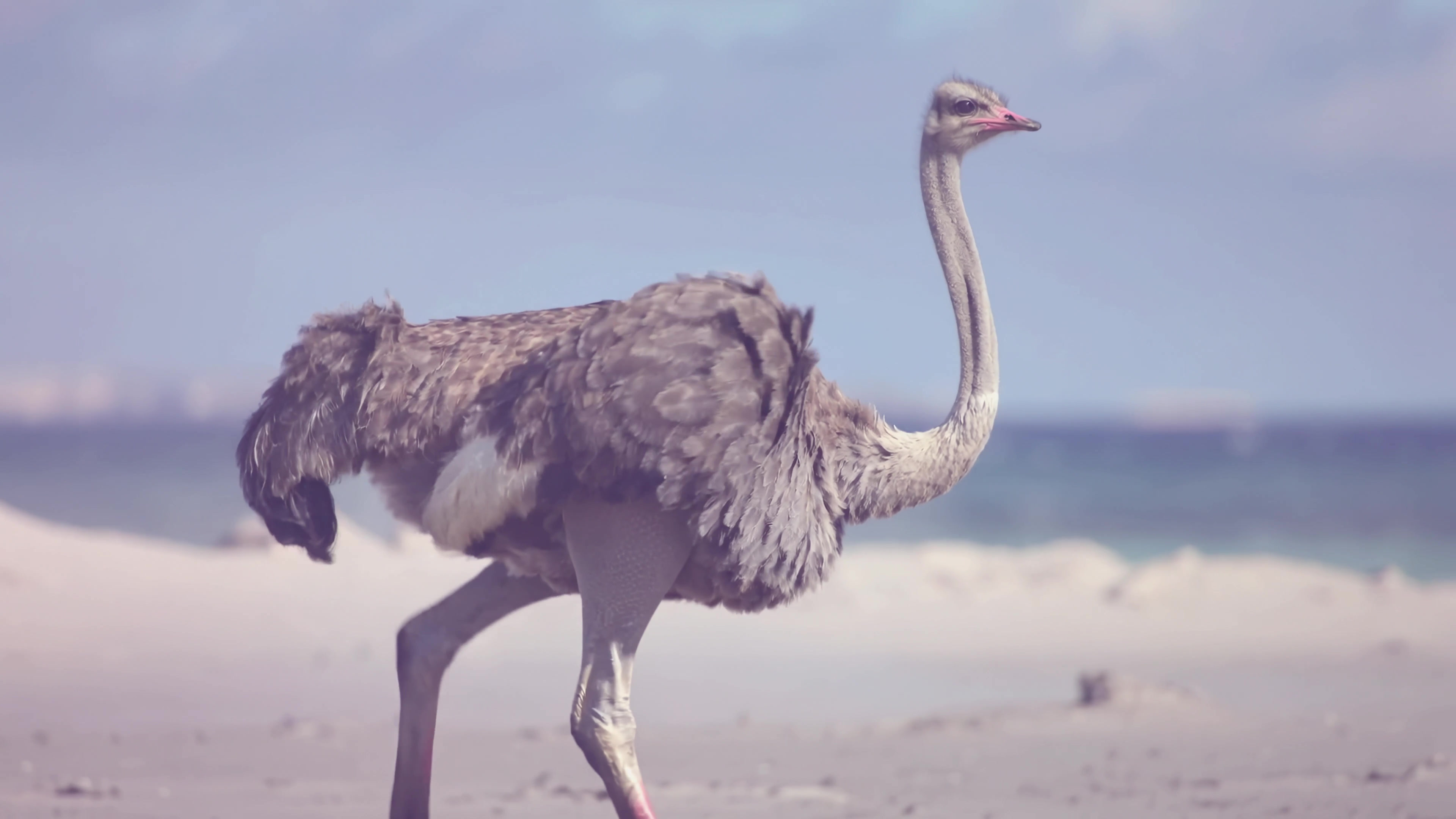 Ostrich walking along the beach under a blue sky near the ocean during daylight