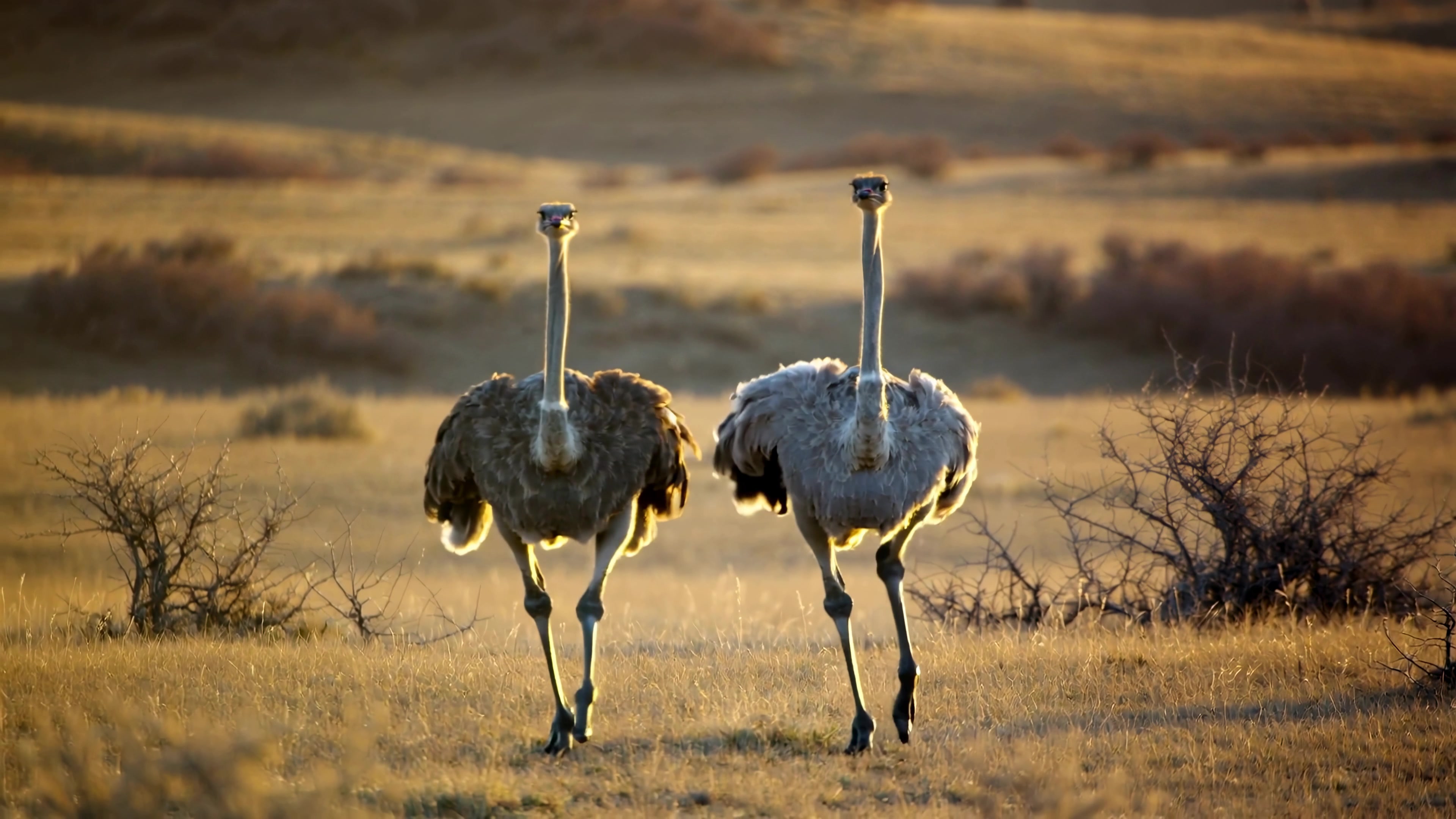 Ostriches walking together in a dry grassland during sunset in an open landscape