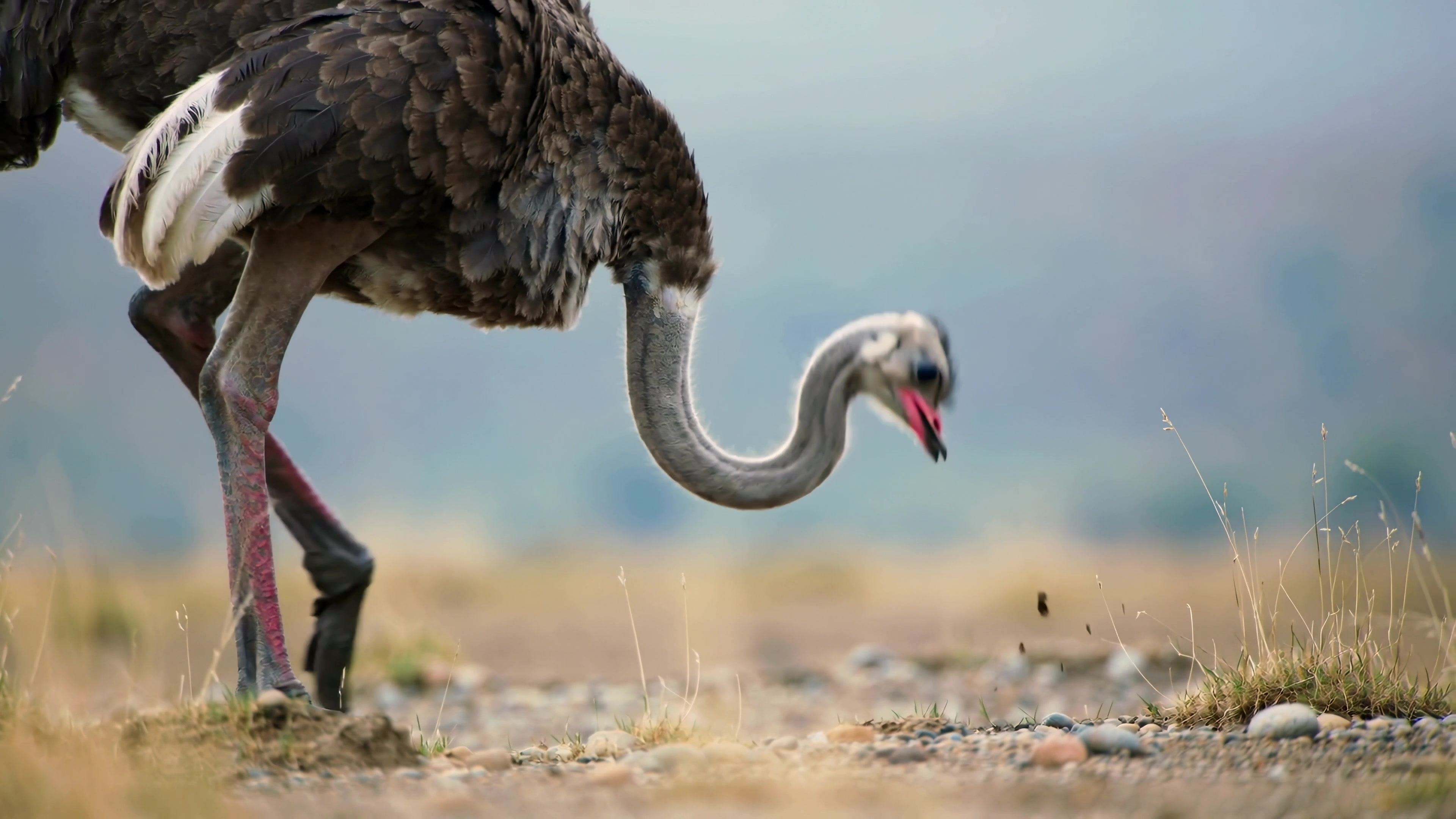 Ostrich feeding on the ground in a natural setting during daylight hours in an open area