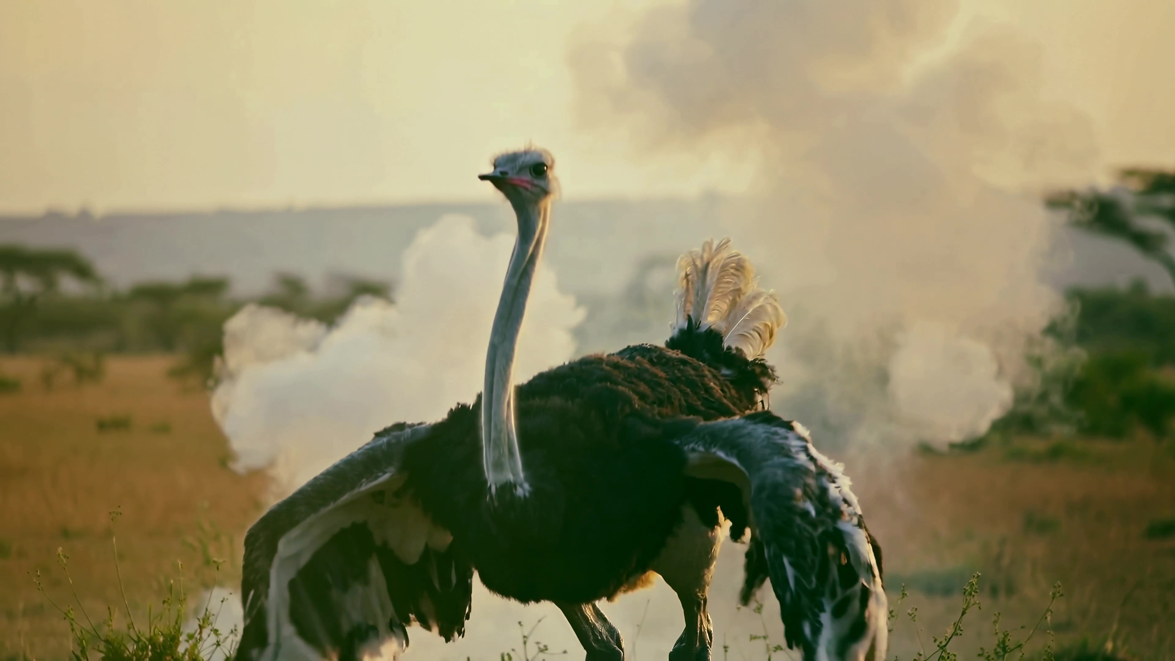 Ostrich spreads wings in dry grassland during sunset showing behavior of large bird in natural habitat