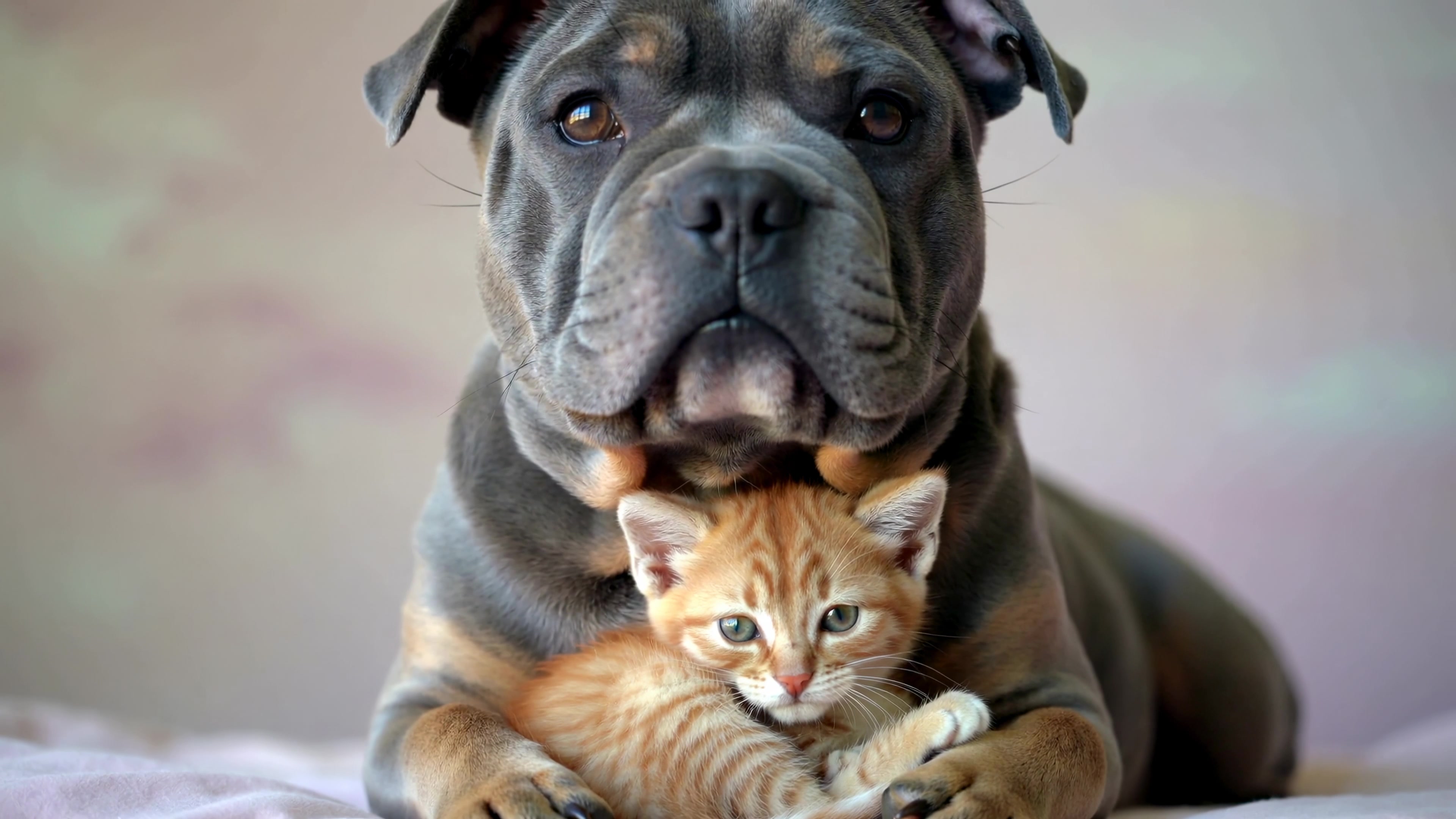Dog sits calmly while kitten cuddles close at home during daylight hours