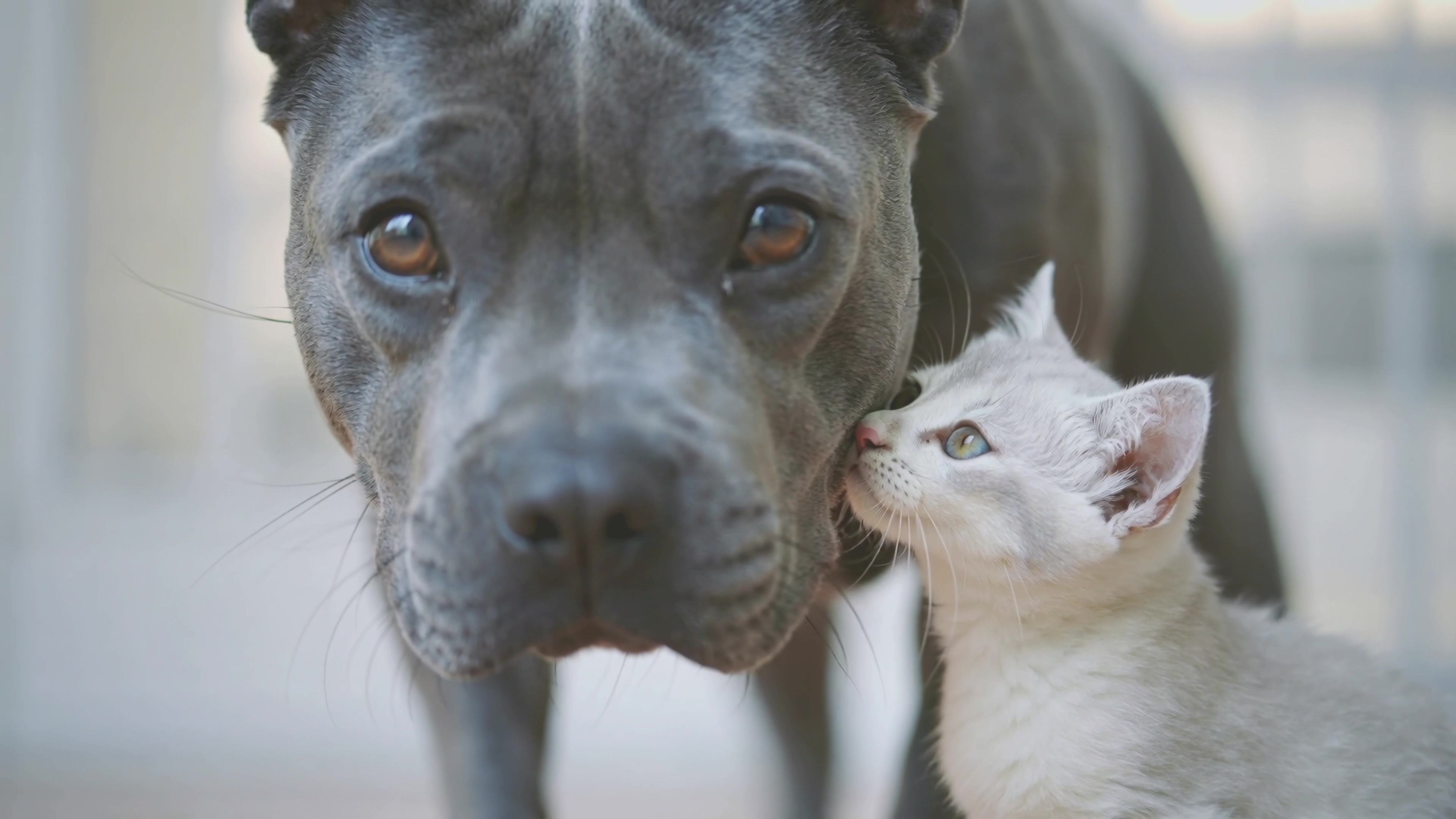 Dog and cat play together at home during the day in a sunny room