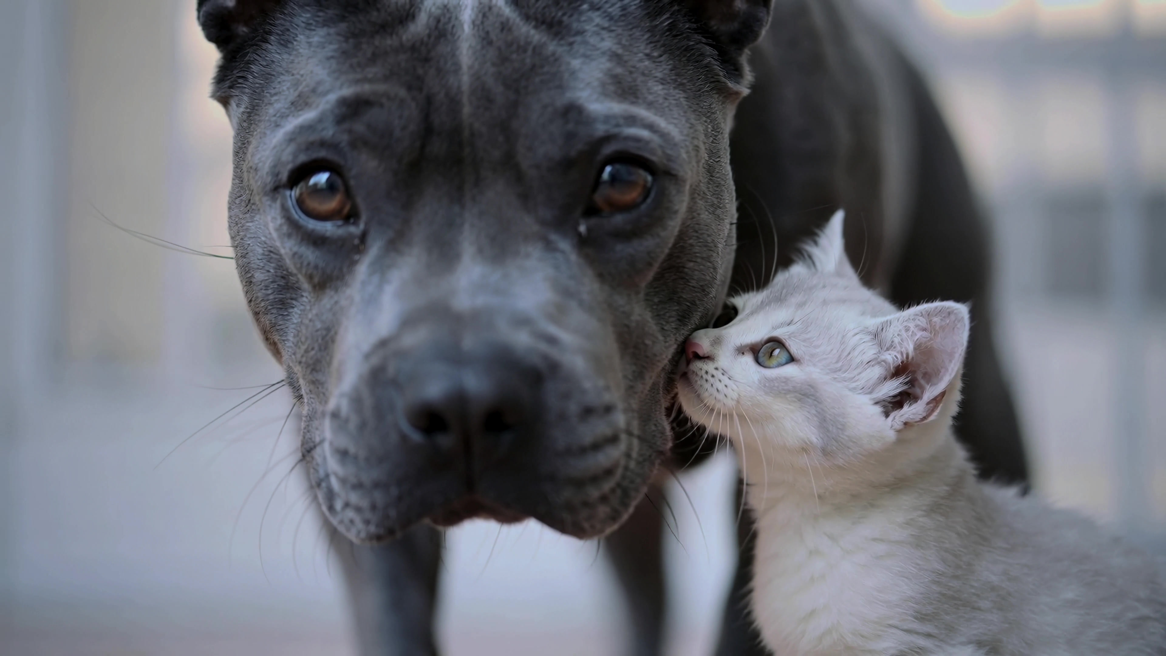 Dog and cat interact indoors in a friendly moment during afternoon